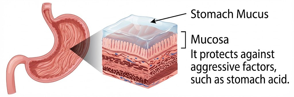 Stomach Health: Why Mucosa Matters